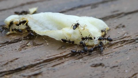 Ants even closer working on a piece of lettuce Stock Footage 106998912