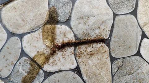 Ants Examining the Wings of a Dead Dragonfly Insect Stock Footage 304254983