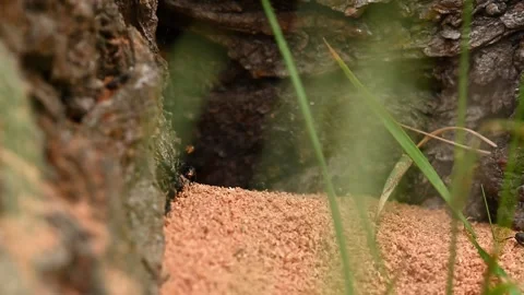 Ants Excavating Nest in Tree Stump – Close-Up of Ant Colony Stock Footage 345231879