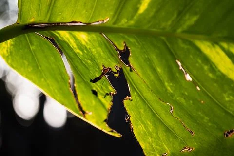 Ants exploring damaged leaf in lush greenery nature close-up outdoor enviro.. Fotos Stock