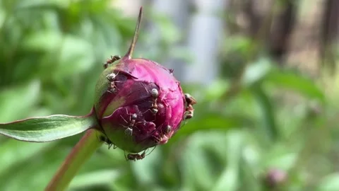 Ants exploring a peony bud in a lush garden during late spring Stock Footage 311570389