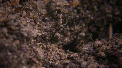Ants Exploring Terrain for New Nest Macro Video. 스톡 동영상 333642709