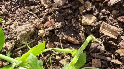 Ants Extracting Larva from Garden Soil Close-Up Stock Footage 335479799