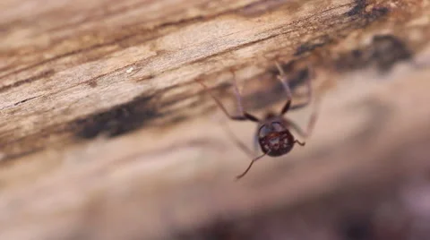 Ants Extreme Close Up Stock Footage 47861713