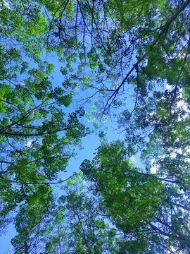 Ant's eye view under the bright blue sky. Stock Photos