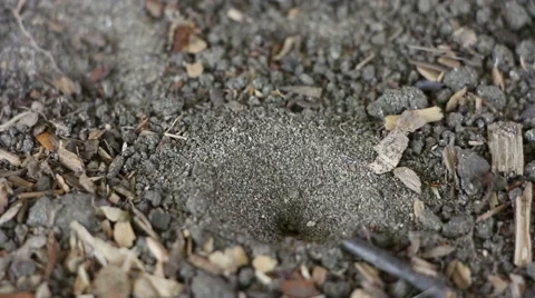 Ants fall into trap of ant-lion and one die Stock Footage 63427688