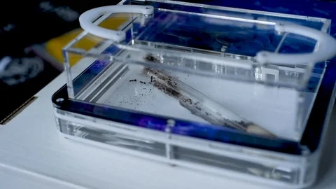 Ants farm Stock Footage 102235897