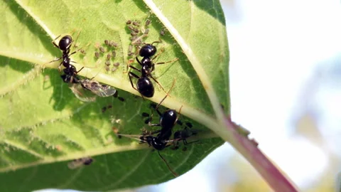 Ants farming aphid on leaf macro Video stock 94920525