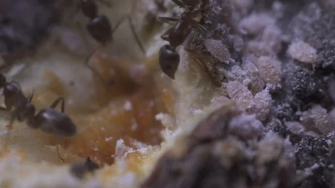 Ants farming bugs Stock Footage 117559373