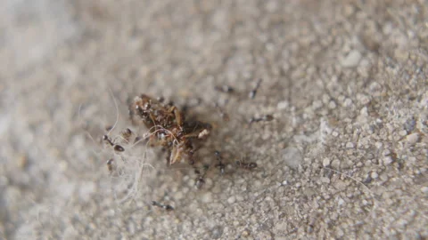 Ants Feast Macro 4kUHD LUT Stock Footage 276427436