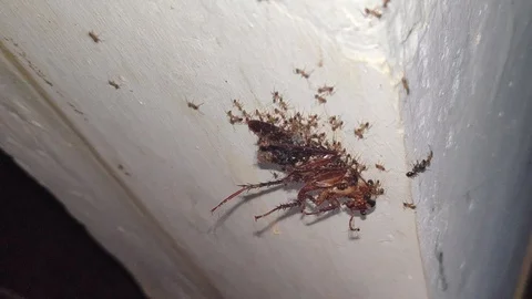 Ants Feasting On A Dead Cockroach Warrying Up The Wall 4K 4K 스톡 동영상 123049324