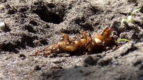 Ants feed on the locusts. Stock Footage 71500914