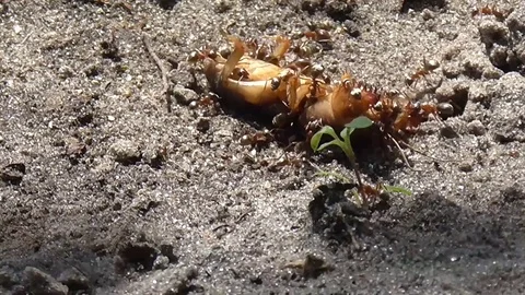 Ants feed on the locusts. Stock Footage 71501413