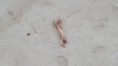 Ants Feeding on an Animal Bone Lying on the Ground Stock Footage 346568574
