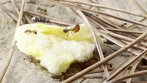 ANTS FEEDING ON CRACKER Stock Footage 202174848