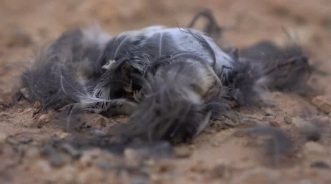 Ants Feeding On a Dead Bird Stock Footage 61048421