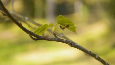 Ants feeding each other under the leaf on the tree branch 스톡 동영상 89625699