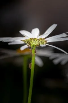 Ants feeding on honeydew from aphids on a daisy Stock Photos