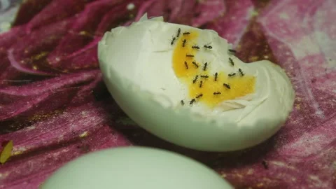 Ants Feeding on Leftover Boiled Egg Stockbeeldmateriaal 345660617