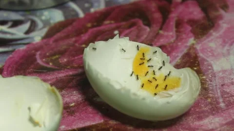 Ants Feeding on Leftover Boiled Egg Stockbeeldmateriaal 345660636