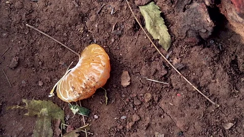 Ants Feeding on Orange Peel Ground Macro Nature Insect Behavior Close Up Stock Footage 334596500