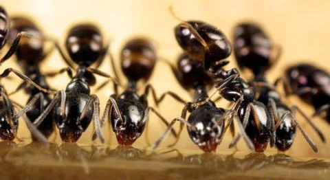 Ants feeding 写真素材