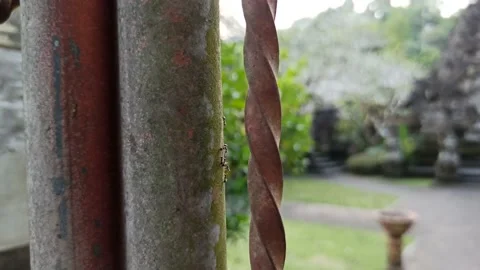 Ants on the fence Stock Footage 154546106
