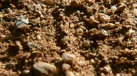 Ants at field Vídeo Stock 43366161