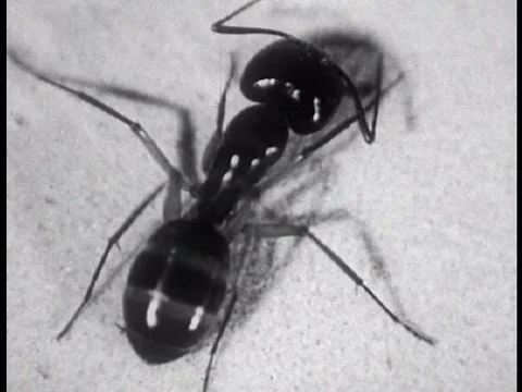 Ants fight, kill a grasshopper, share food with one another and they keep herds Stock Footage 75287809