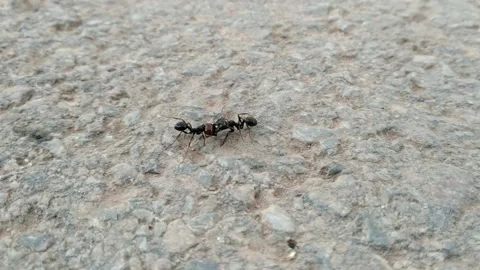 Ants fighting 库存影片 157601026