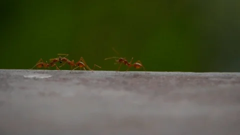 Ants Fighting over Small Bug Stock Footage 103821595