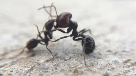 Ants Fighting in Slow Motion Macro Territorial Insect Behavior Stock Footage 109292248