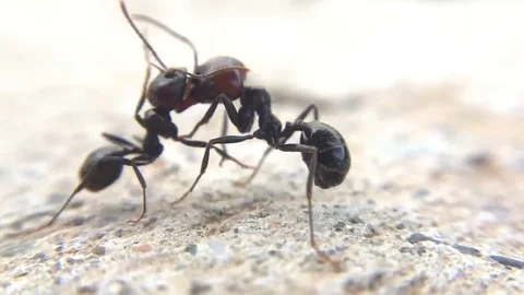 Ants Fighting in Slow Motion Macro Close Up Insect Aggression Video stock 109292293