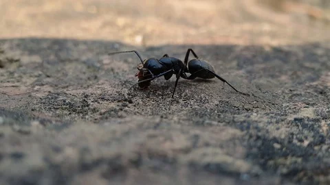 Ants Fighting on Stone in Nature Stock-Footage 128987381