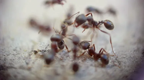 Ants fighting - super macro shot Stockbeeldmateriaal 52603300