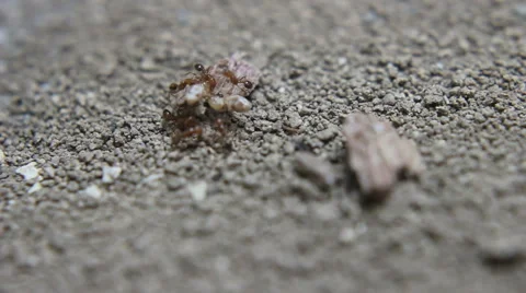 Ants Fighting Termites Stock Footage 48707217