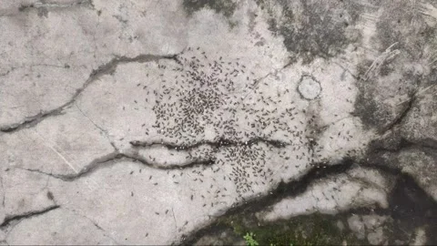 The Ants on The Floor Stock-Footage 302532748