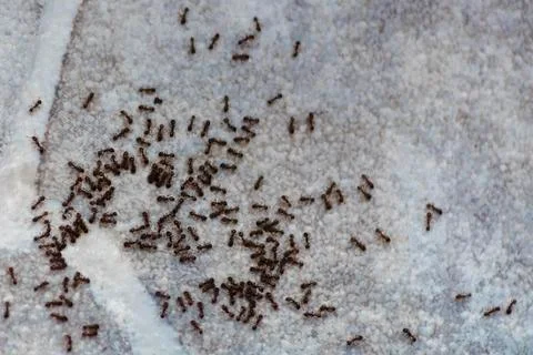 Ants on the floor inside house. A path of colony black and brown ants. Many b Stock Photos