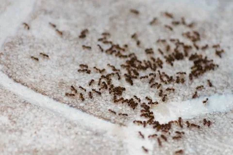 Ants on the floor inside house. A path of colony black and brown ants. Many b Stock Photos