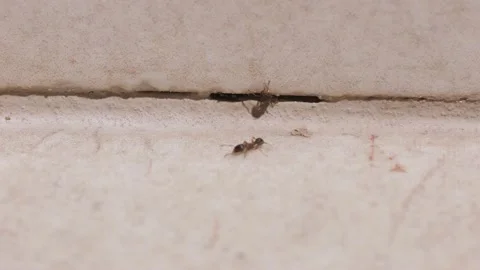 Ants on the floor at the kitchen Stock Footage 157557078