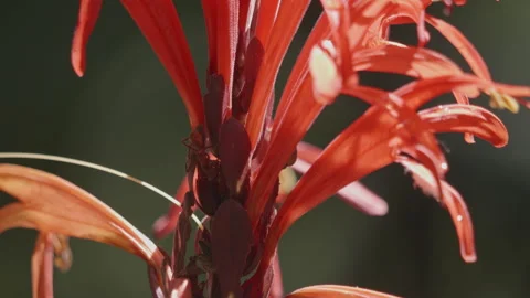 Ants on a flower in the Amazon rainforest Stock Footage 242331489
