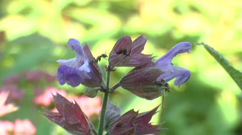 Ants on the flower Stock Footage 5749060