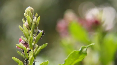 Ants on flower Stock Footage 37008207