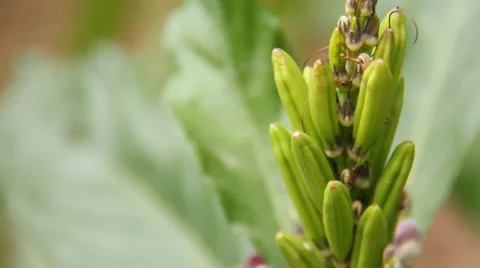 Ants on flower Stock Footage 37009613