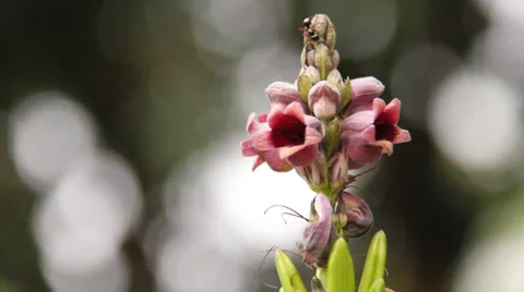 Ants on flower Stock Footage 37013239