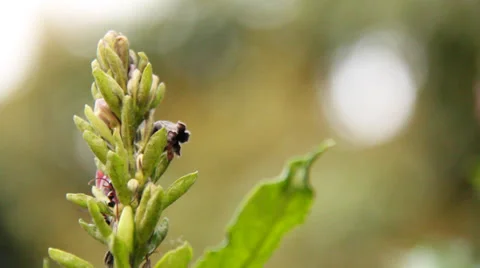 Ants on flower Stock Footage 37014423