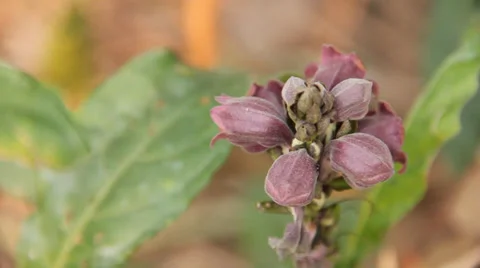 Ants on flower Stock Footage 37037185