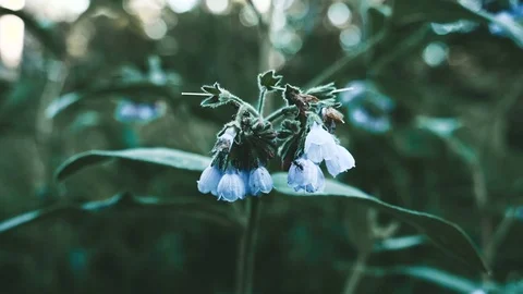 Ants on a flower Stock Footage 76941989