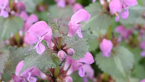 Ants on the flower Stock Footage 88356786