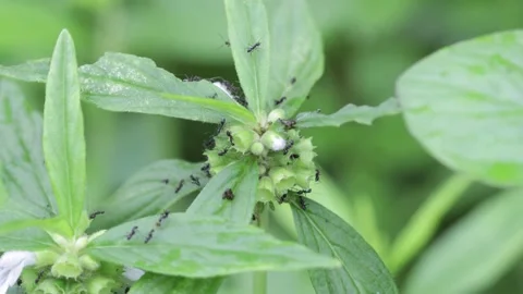 Ants on flower Stock Footage 159664460